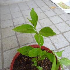 紫式部　むらさきしきぶ　ガーデニング　苗木　植物　園芸　Ａの画像
