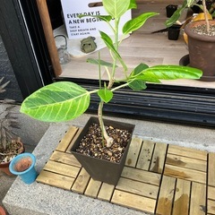 【お引渡し予定決まり】フィカス アルテシマ②