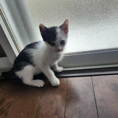子猫兄弟　里親募集　 - 八街市