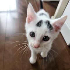 かわいい子猫4兄弟　2匹一緒にもらって頂ける里親募集　
