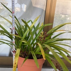 キンリョウヘン　花芽4つ　