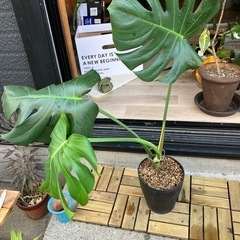 モンステラ