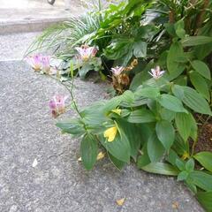 ほととぎす　ホトトギス　ガーデニング　草花　苗　植物　園芸　抜き苗　３本の画像