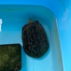 クサガメ　性別不明