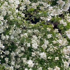 🌻2025年6月22日フローヨガclass開催🧘‍♂️🍀の画像