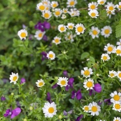 🌻2025年6月22日フローヨガclass開催🧘‍♂️🍀の画像