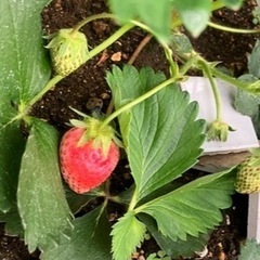 【いちご苗作りにどうぞ！】いちご苗2株セット 