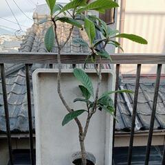 茂木 ビワの苗木 100cm ほど