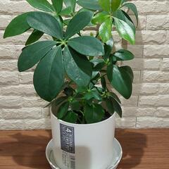 観葉植物　カポック5　高さ30センチ程
