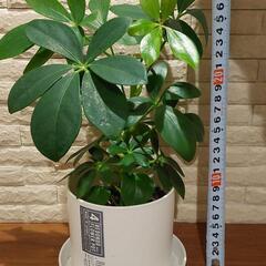 観葉植物　カポック5　高さ30センチ程の画像