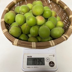 もぎりたて　青梅