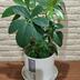 ランキングキーワードに紐づく投稿画像-多肉植物