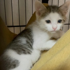 パッツン模様が可愛い子猫