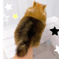 【里親募集②】ポメラニアンの男の子 - 町田市