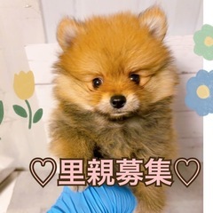 【里親募集②】ポメラニアンの男の子