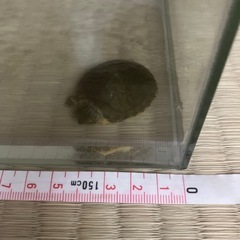 ミドリガメの赤ちゃん