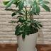 ランキングキーワードに紐づく投稿画像-観葉植物