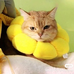 ペット　エリザベスカラー　2点 の画像