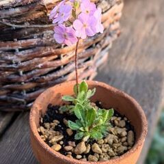 アンドロサケ　サルメントーサ　ツルハナガタ　高山植物