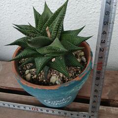 多肉植物ハオルチア瑠璃殿の画像