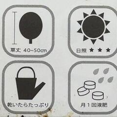 コキアの画像