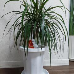 観葉植物　ドラセナ　コンシンネ