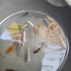 お話中メダカミックスの画像