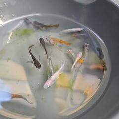 お話中メダカミックスの画像