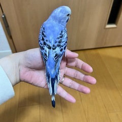 セキセイインコ 羽衣セキセイインコ