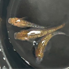 夜桜メダカの卵30個以上