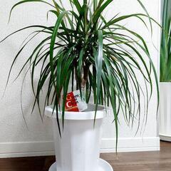 観葉植物　ドラセナ　コンシンネ