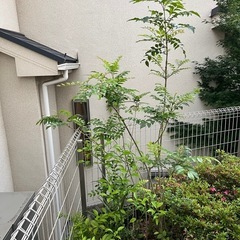 シマトネリコの画像
