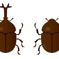 カブトムシ成虫1匹200円、オスメス2匹で300円