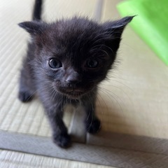 子猫