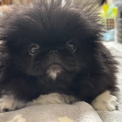 犬友達募集