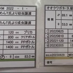 オオクワガタ 久留米　CBF1　♂70.5mmupペアの画像