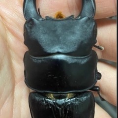 オオクワガタ 久留米　CBF1　♂70.5mmupペアの画像