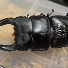 オオクワガタ 久留米　CBF1　♂70.5mmupペアの画像