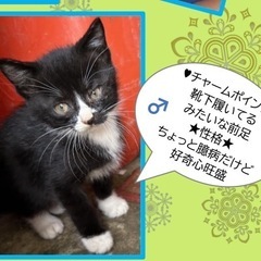 子猫里親募集です！1枚目の子は決まりました！