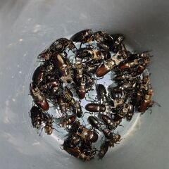 クワガタ採集好きな方 - 西多摩郡