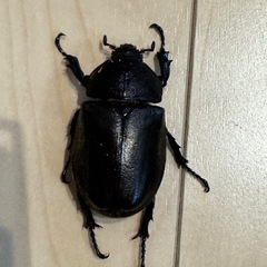 【お譲り先決定】カブトムシ　メスのみ①