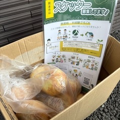 ③【無料】残り10個程度。玉ねぎあげます