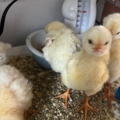 ひよこ🐣ひな里親募集中 ひよこ雛が迎えてください