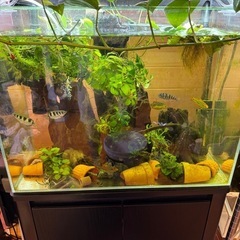 水槽の魚全部