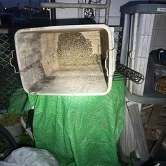 ミツバチ　分峰の画像