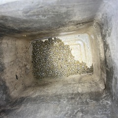 ミツバチ　分峰の画像