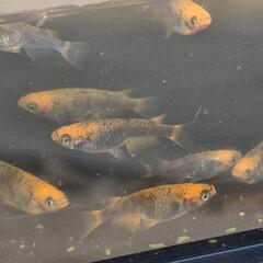 【お取引中】五色タイプRメダカ　15匹+αの画像