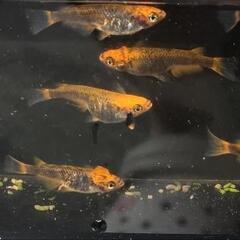 【お取引中】五色タイプRメダカ　15匹+αの画像