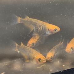 【お取引中】五色タイプRメダカ　15匹+αの画像