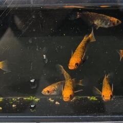【お取引中】五色タイプRメダカ　15匹+αの画像